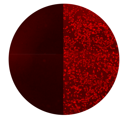 Application SARS-COV-2