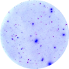 Elispot - enzymatic dual color Icon