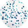 Elispot - enzymatic single color Icon