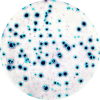 Elispot - Enzymatic single color Icon