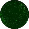 MCMV (Murine Cytomegalovirus) greenfluoro remission Icon