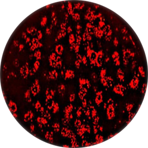 Application MCMV (Maus Cytomegalovirus) rote Fluor-Remission