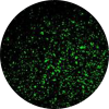 GFP immunofluorescence on HEK 293 cells Icon