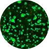 Mouse spleen cells mostly lymphocytes stained with FITC-conjugated anti mouse cd45 stain Icon