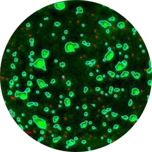 Application Maus-Milzzellen, hauptsächlich Lymphozyten, die mit FITC-konjugierter Anti-Maus-CD45-Färbung angefärbt wurden