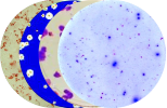 White light assays